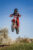 hanging_on_reduced