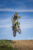 hanging_on_reduced